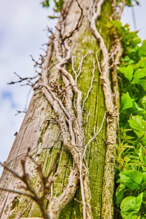 Téléchargez les photos : Image de Vertical de mousse verte couvert poteau en bois avec des vignes mortes et vivantes grimpe surface - en image libre de droit
