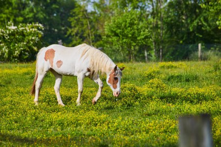 Photo for Image of Gorgeous side view of grazing white and brown paint horse in yellow field with distant trees - Royalty Free Image