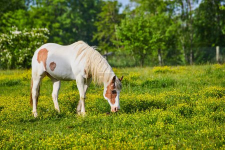Photo for Image of Sunny lighting on white and brown paint horse grazing in yellow field with forest background - Royalty Free Image