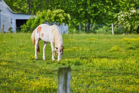Photo for Image of Lone white and brown paint horse in grassy field with yellow flowers and distant house - Royalty Free Image