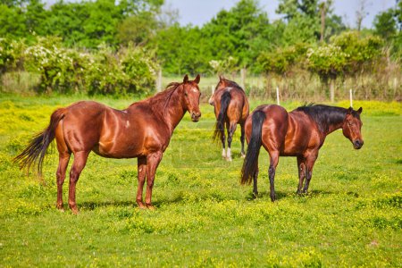 Photo for Image of Gorgeous chestnut horses and two with black tail and mane on ranch with yellow sunny field - Royalty Free Image