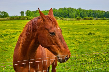 Photo for Image of Shy chestnut horse with kind brown eyes in green field next to wire fence - Royalty Free Image