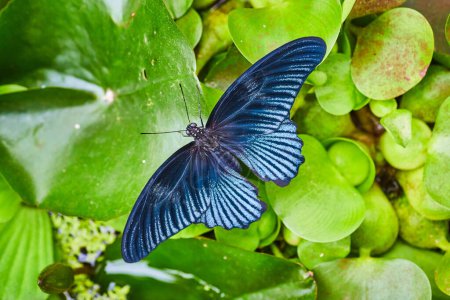 Téléchargez les photos : Image de la magnifique macro papillon Papilio Memnon sur des ailes bleu argenté avec des plantes vertes et de l'eau - en image libre de droit