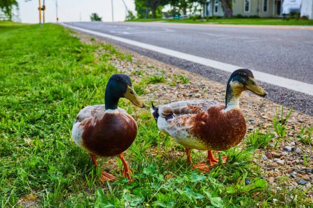 Photo for Image of Close up of two male Mallard ducks in grass next to asphalt road with distant house - Royalty Free Image