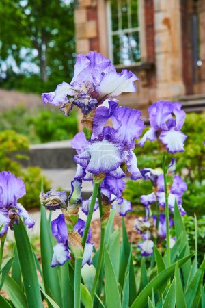 Téléchargez les photos : Image Vertical Purple Barbe Iris Fleurs en fleurs devant Heigold House Façade - en image libre de droit