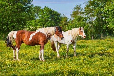 Photo for Image of Two brown and white paint horses standing in sunny yellow field one with multicolored mane - Royalty Free Image