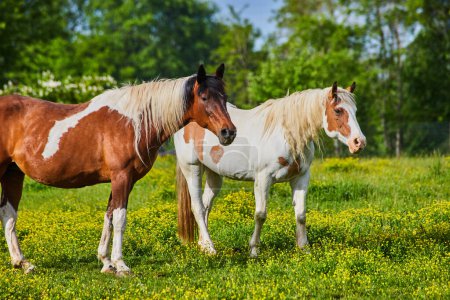 Photo for Image of Close shot paint horses with brown and white fur coats standing in sunny field of yellow flowers - Royalty Free Image