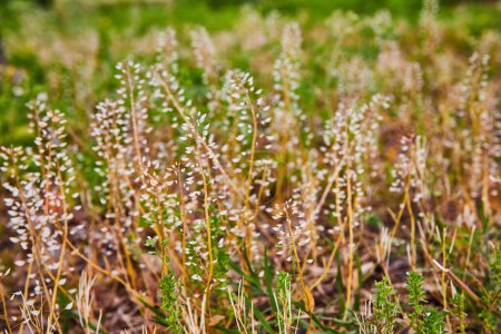 Photo for Image of Detail low to ground of peppergrass plants in spring - Royalty Free Image