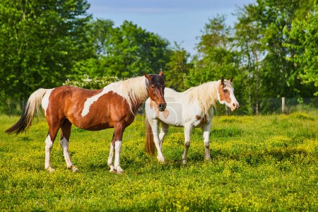 Photo for Image of Horses standing in sunny yellow field with brown and white fur coats and dual colored mane and tail - Royalty Free Image