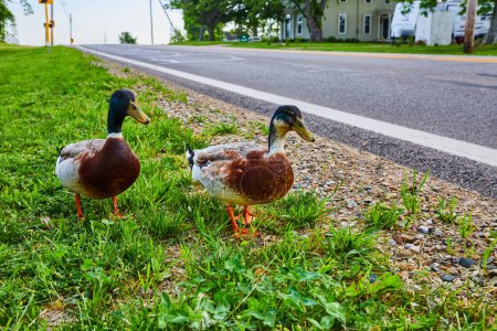 Photo for Image of Two male Mallard ducks standing in green grass next to pebbles along empty road - Royalty Free Image
