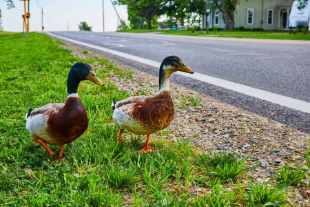 Photo for Image of Curious male Mallard ducks in grass next to asphalt road with distant house - Royalty Free Image