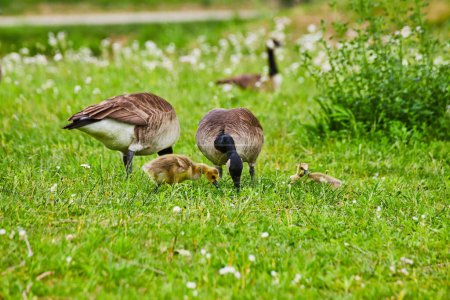Photo for Image of Canadian geese parents grazing with two nearby baby goslings in grassy field with white flowers - Royalty Free Image