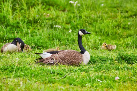 Foto de Imagen de gansos padres vigilantes con goslings bebé en campo verde herboso en una colina - Imagen libre de derechos