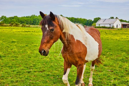Photo for Image of Friendly brown and white paint horse with one leg in air as it stands nearby in green and yellow field - Royalty Free Image