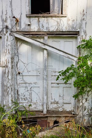 Photo for Image of Double doors on front of abandoned country house with white chipped paint with nature reclaiming it - Royalty Free Image