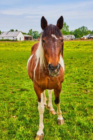 Photo for Image of Intrigued brown and white paint horse standing in grassy enclosure - Royalty Free Image