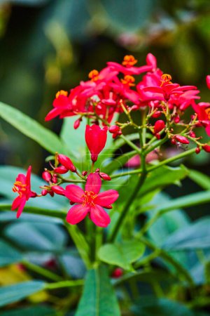 Photo for Image of Vertical close up view of Peregrina stalk with Spicy Jatropha Integerrim red flowers and buds - Royalty Free Image