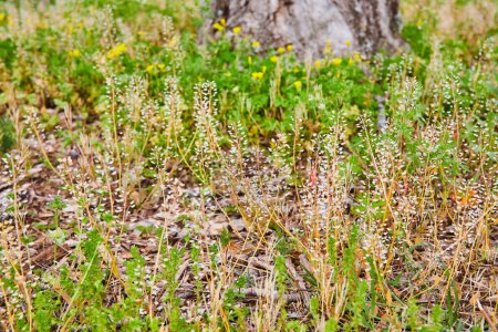 Photo for Image of Peppergrass with white leaves growing on forest park floor with yellow flowers and tree trunk behind - Royalty Free Image