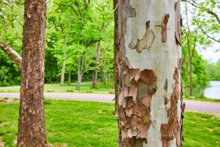 Image of Close up of River Birch tree with flaking bark and blurred background of open forest trail