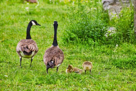 Foto de Imagen de Behinds de padres gansos canadienses observando en la dirección equivocada sus goslings bebé en el campo - Imagen libre de derechos
