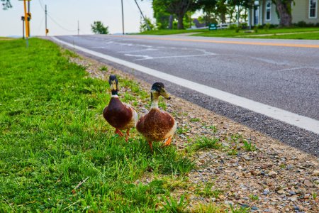 Téléchargez les photos : Image de deux canards colverts marchant sur de l'herbe verte le long d'une route vide - en image libre de droit