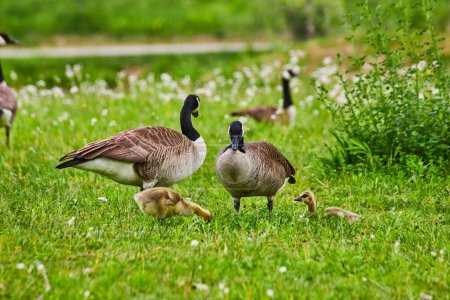 Photo for Image of Family of Canadian geese with their two baby goslings amid grass field with white flowers and weeds - Royalty Free Image