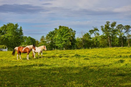 Photo for Image of Gorgeous blue and purple sky over green and yellow wildflower ranch with two paint horses - Royalty Free Image