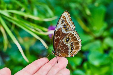 Photo for Image of Blue Morpho butterfly resting on fingertips with gorgeous brown wings closed revealing pattern - Royalty Free Image