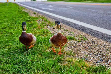 Photo for Image of Two male Mallard ducks waddling beside road in grass - Royalty Free Image