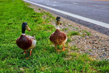 Photo for Image of Two male Mallard ducks quacking with beaks open on grass next to asphalt road - Royalty Free Image