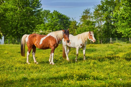 Photo for Image of Two horses in sunny yellow field with brown and white fur coats and dual colored mane and tail - Royalty Free Image