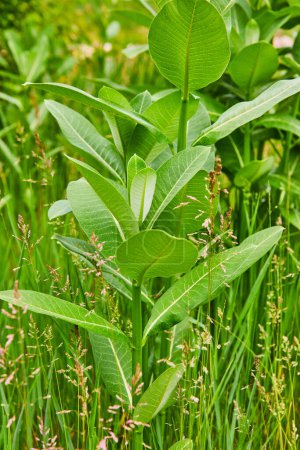 Image of Vertical of tall Common Milkweed with Latin name Asclepias Syiaca field of green Orchardgrass