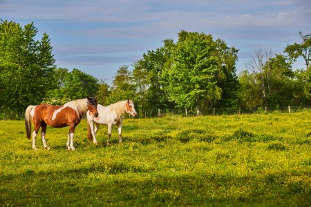 Photo for Image of Sunny yellow field with two brown and white paint horses in front of forest - Royalty Free Image