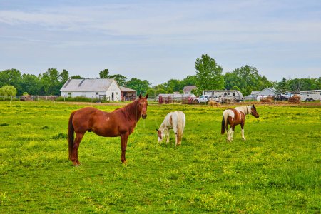 Photo for Image of Three horses in green field with farm in background - Royalty Free Image