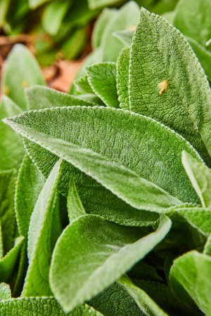 Photo for Image of Close up of soft leaves on Giant Lambs Ear growing in summer - Royalty Free Image