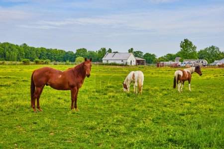 Photo for Image of Paint horses and chestnut horse standing in green field near farmhouses and trailer - Royalty Free Image