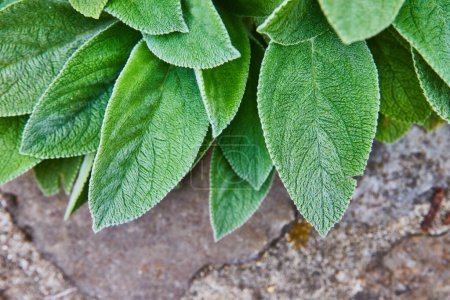 Photo for Image of Giant Lambs Ear perennial flowering plant with soft green leaves over textured stone path - Royalty Free Image