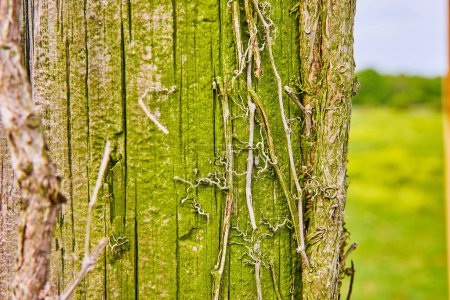 Téléchargez les photos : Image de Pôle en bois recouvert de mousse verte avec des vignes mortes grippant et grimpant à la surface - en image libre de droit