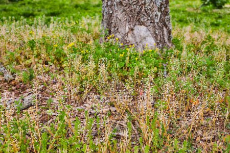 Photo for Image of Base of tree trunk low to ground with grasses and yellow flowers - Royalty Free Image