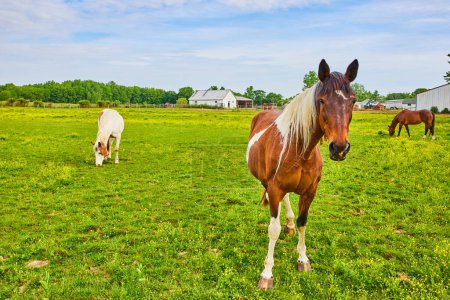 Photo for Image of Three horses in grassy enclosure with grass and yellow primrose flowers - Royalty Free Image