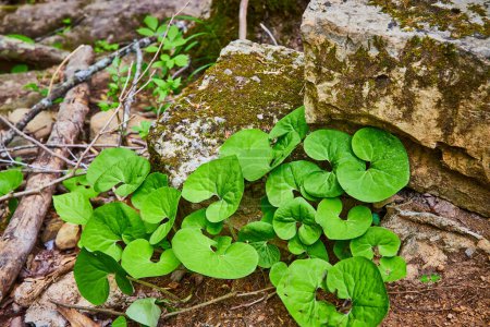 Foto de Imagen de Wild Ginger creciendo junto a la piedra caliza cubierta de musgo verde o líquenes fuera del camino del bosque - Imagen libre de derechos