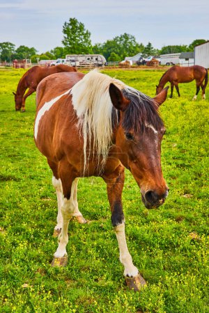 Photo for Image of Two grazing rust colored chestnut horses with curious brown and white paint horse - Royalty Free Image