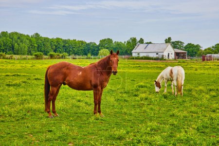 Photo for Image of Pretty horses standing in green pasture with farm in background - Royalty Free Image