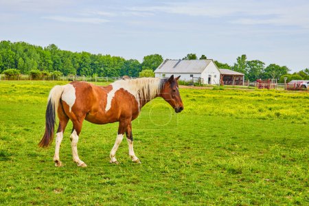 Photo for Image of Lone paint horse with multicolored mane and tail walking in green pasture with yellow flowers - Royalty Free Image