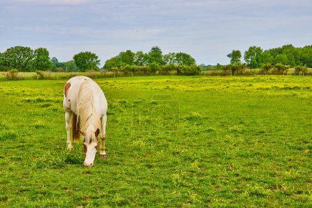 Photo for Image of White and brown paint horse in grassy enclosure with yellow flowers and distant trees - Royalty Free Image