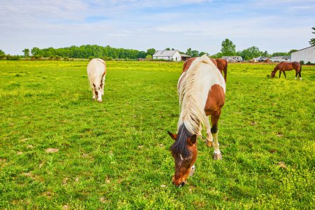 Photo for Image of Three grazing horses in grassy enclosure with yellow primrose flowers and distant stables - Royalty Free Image
