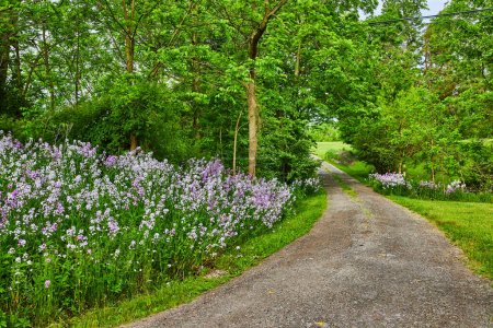 Téléchargez les photos : Image de Chemin de gravier à travers les bois avec des filles violettes Rocket fleurs doublure côté de la route - en image libre de droit