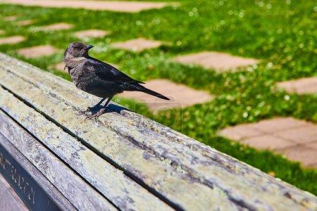 Foto de Imagen de Blackbird en banco de madera texturizada con fondo cubierto de hierba borrosa y camino de piedra - Imagen libre de derechos