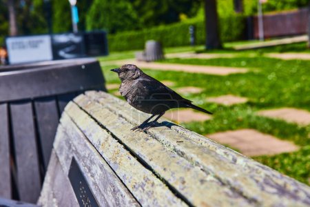 Foto de Imagen de pájaro negro de pie sobre un banco de madera astillada con fondo borroso del parque en verano - Imagen libre de derechos