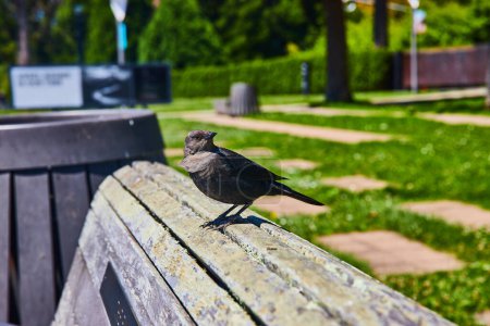 Foto de Imagen de Blackbird de pie sobre banco viejo envejecido con fondo borroso - Imagen libre de derechos